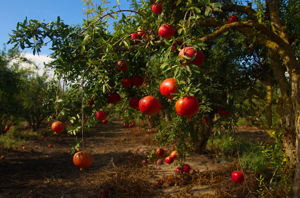 pomegranate