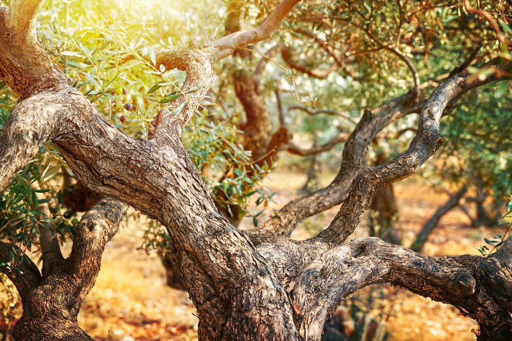 olive tree