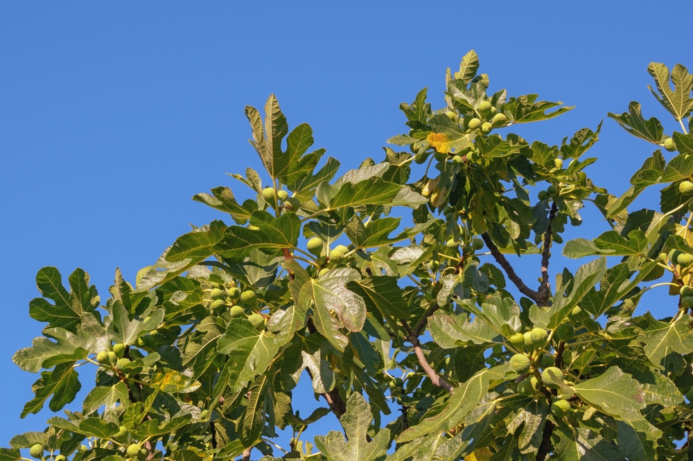 fig