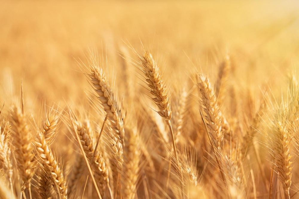 {"rendered":"Plantas mencionadas en la Biblia y su significado"}