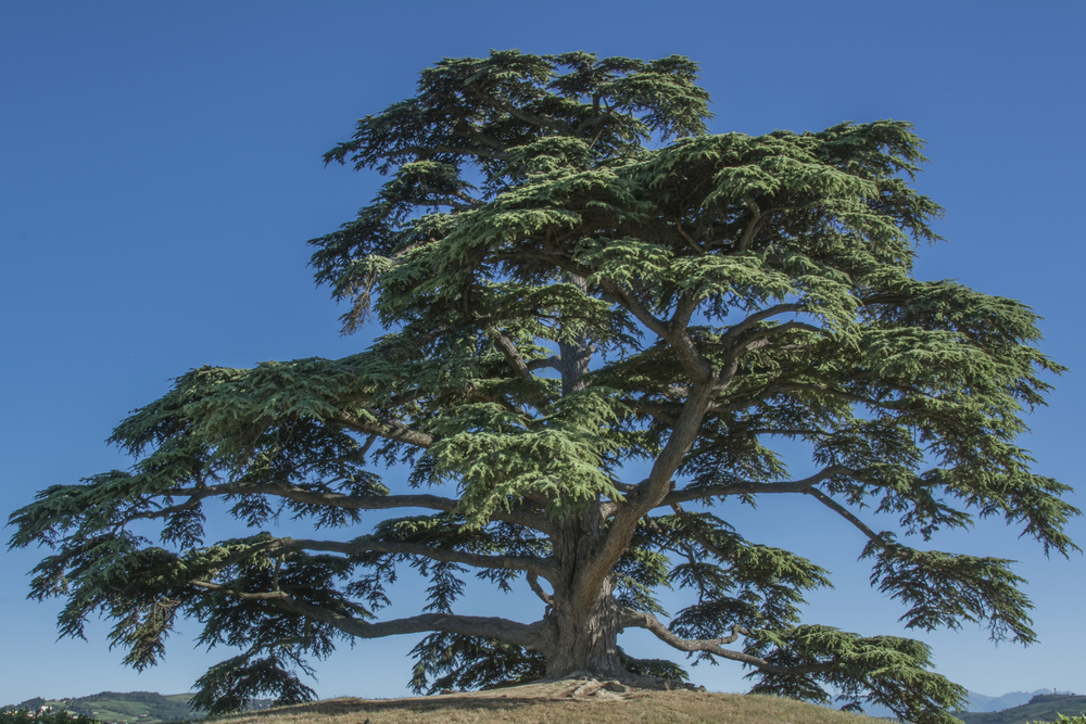 cedar of lebanon