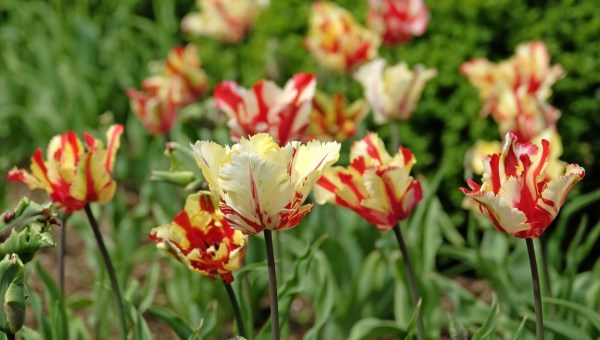 Tulipany
