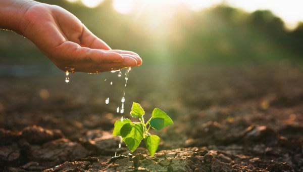 Dłoń podlewa wodą roślinkę
