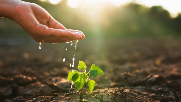 Dłoń podlewa wodą roślinkę