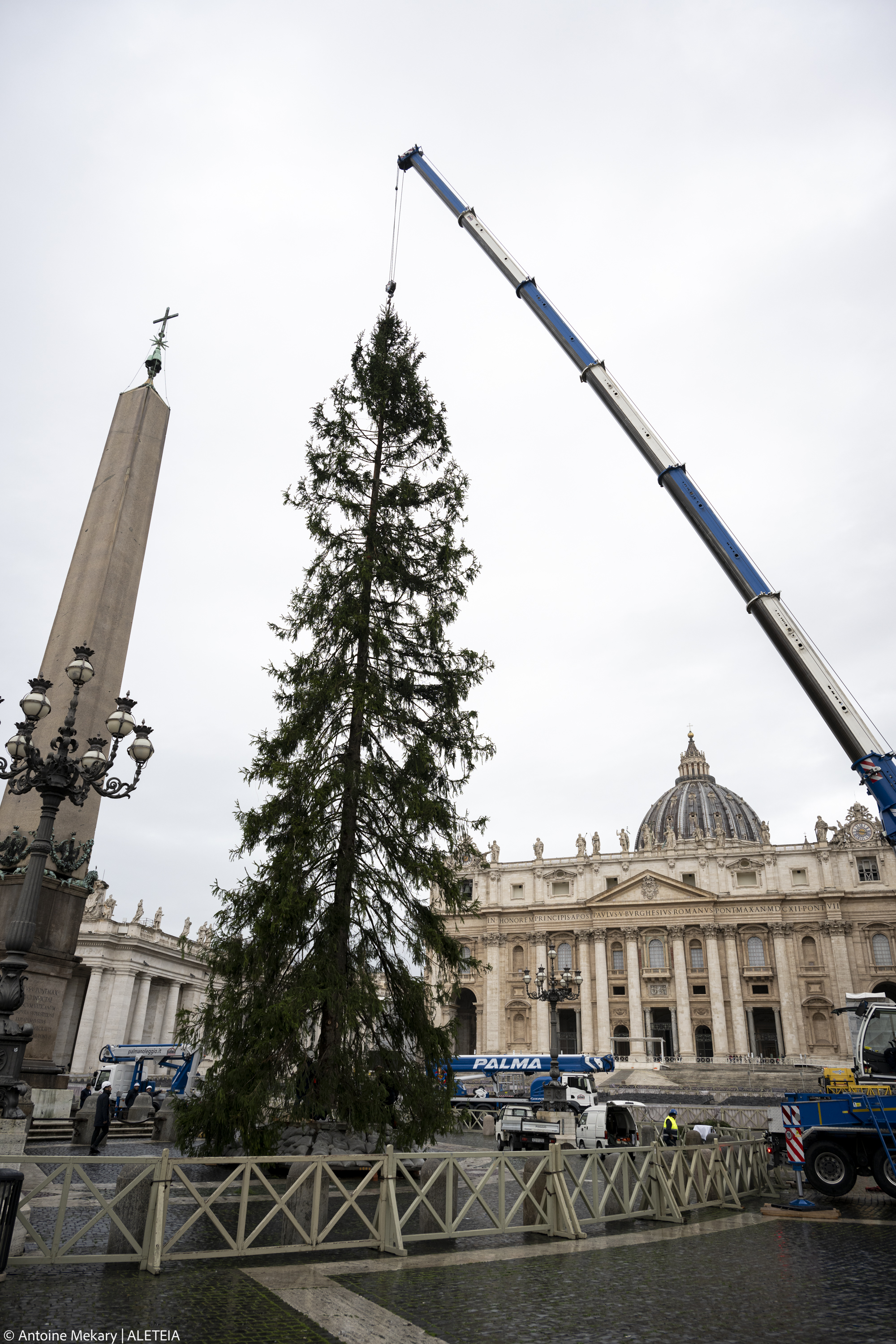 ¡La Navidad llega al Vaticano! Instalado el árbol de Navidad