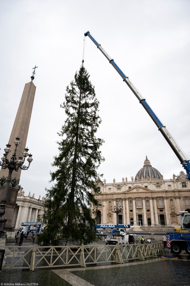 ¡La Navidad llega al Vaticano! Instalado el árbol de Navidad