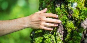 ¿Por qué la Iglesia instruye en el cuidado ambiental?