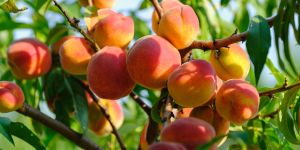 No solo hay que dar frutos buenos, también deben ser de calidad