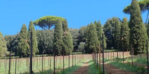 ¿Gusta una copa de Laudato si&#8217;? El vino del Vaticano llegará en 2027