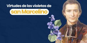 (VIDEO) Virtudes de las violetas de san Marcelino