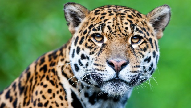 jaguar-panthera-onca