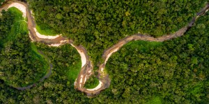 COP 30: ¿Cuál es la situación real actual de la deforestación en la selva amazónica?