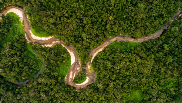 Corner Item Image - COP 30: ¿Cuál es la situación real actual de la deforestación en la selva amazónica?