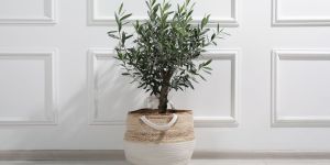 ¿Por qué es buena idea plantar un árbol olivo en casa?