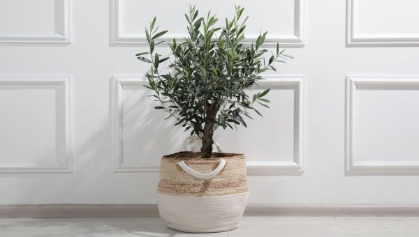 Pourquoi mettre un olivier chez soi ?
