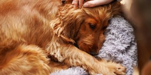 Una perspectiva católica sobre la eutanasia para mascotas