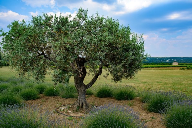 árbol de olivo