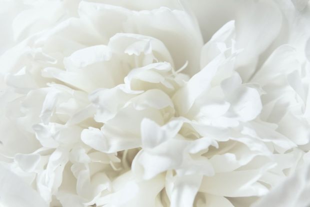 Pantone Blanco