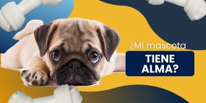 (VIDEO) ¿Mi mascota tiene alma?