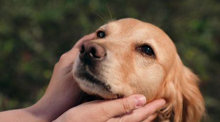 ¿Tu mascota tiene un santo patrono? Descúbrelo aquí